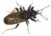 Peritrechus gracilicornis